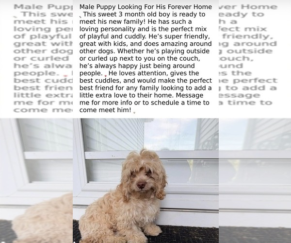 Medium Photo #6 Cockapoo (Miniature) Puppy For Sale in GREENTOWN, IN, USA