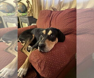 Mutt Dogs for adoption in Springdale, PA, USA