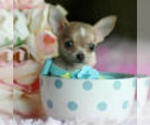 Chihuahuas - Female Chihuahua Puppy for Sale - Photo #15