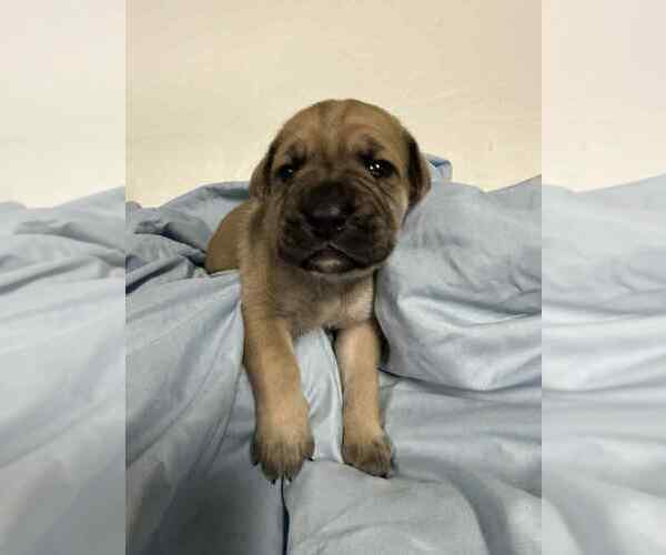 Medium Photo #1 Cane Corso Puppy For Sale in CAMBY, IN, USA