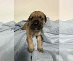 Cane Corso Puppy for sale in CAMBY, IN, USA