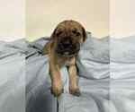 Small Photo #1 Cane Corso Puppy For Sale in CAMBY, IN, USA