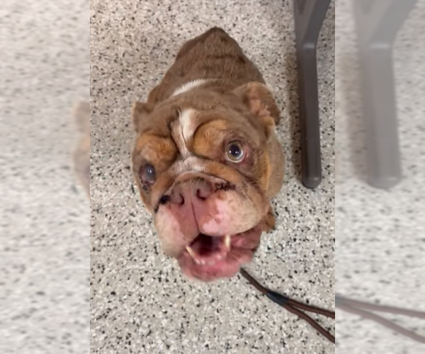 Medium Photo #1 English Boston Bulldog Puppy For Sale in Andover, MN, USA