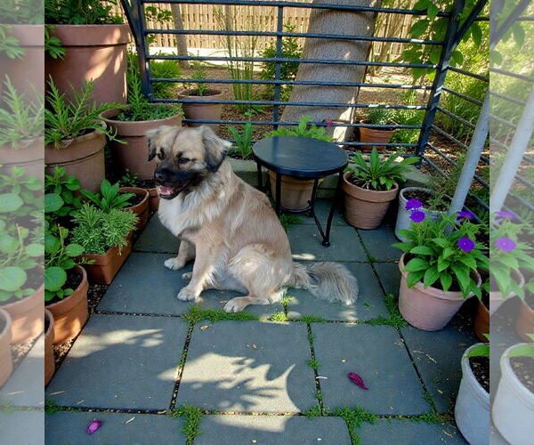 Medium Photo #2 Shih Tzu Puppy For Sale in Menifee, CA, USA