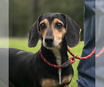 HOMER AND MARGE - Male Doxle Dog for Adoption - Small photo
