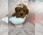 Puppy Teacup pocket Poodle (Toy)