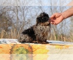 Small #31 ShihPoo