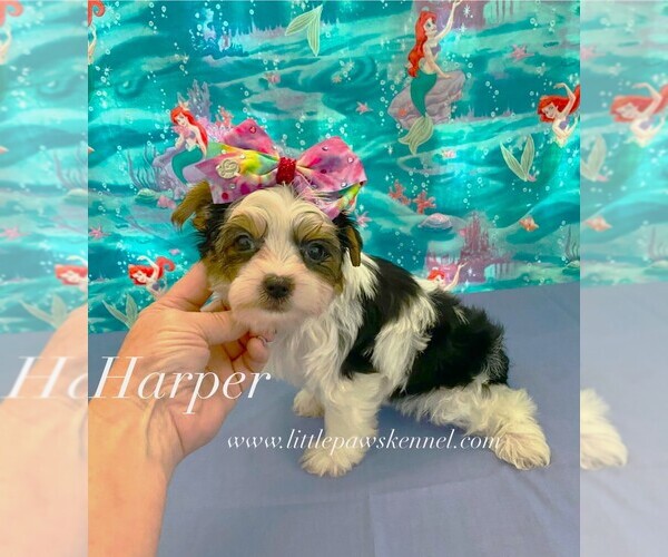 Medium Photo #1 Yorkshire Terrier Puppy For Sale in WINNSBORO, LA, USA