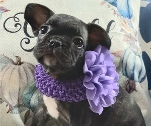 French Bulldog Puppy for sale in CARTHAGE, TX, USA