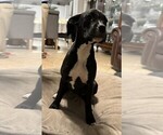 Puppy Elie Boxer
