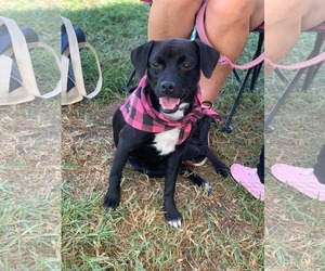Labrador Retriever-Unknown Mix Dogs for adoption in San Diego, CA, USA