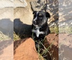 Small Photo #13 Australian Shepherd Puppy For Sale in WILLIAMSBURG, CO, USA