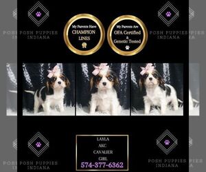 Cavalier King Charles Spaniel Puppy for Sale in WARSAW, Indiana USA