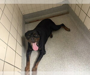Rottweiler-Unknown Mix Dogs for adoption in Pasadena, TX, USA