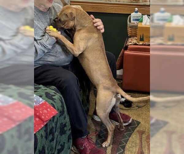 Medium Photo #7 American Pit Bull Terrier-Unknown Mix Puppy For Sale in Princeton, MN, USA
