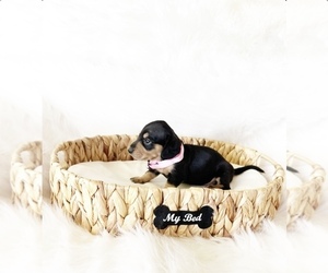 Dachshund Puppy for Sale in DAVIS, California USA