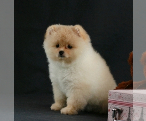 Medium Photo #5 Pomeranian Puppy For Sale in BROOKLYN, NY, USA