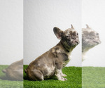 Small Photo #7 French Bulldog Puppy For Sale in HIALEAH, FL, USA