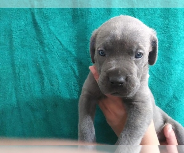 Medium Photo #1 Cane Corso Puppy For Sale in COLUMBIA, SC, USA
