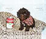 Image preview for Ad Listing. Nickname: AKC TCUP LINDOR