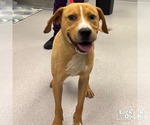 Small Labrador Retriever Mix