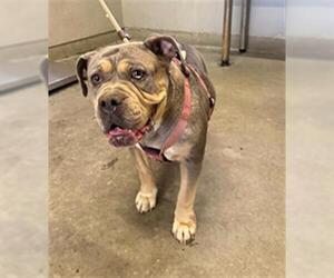 Bulldog-Unknown Mix Dogs for adoption in Camarillo, CA, USA
