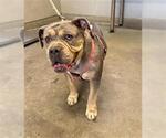 Small Bulldog Mix