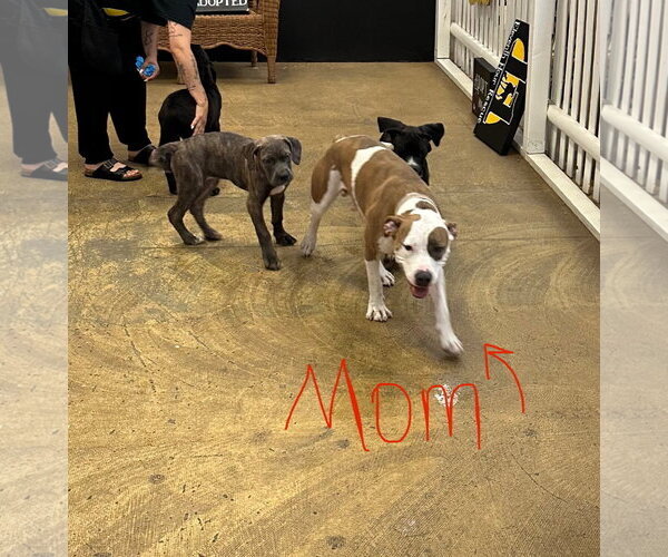 Medium Photo #2 American Pit Bull Terrier-Unknown Mix Puppy For Sale in Rockaway, NJ, USA