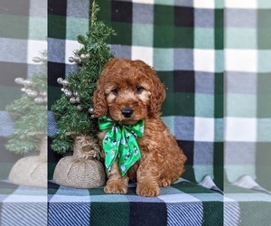 Irish Setter-Poodle (Miniature) Mix Puppy for sale in CONOWINGO, MD, USA