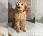 Small Photo #6 Goldendoodle Puppy For Sale in LOUISA, VA, USA