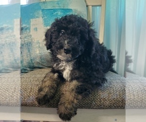 Miniature Bernedoodle Puppy for sale in ELKHART, IN, USA