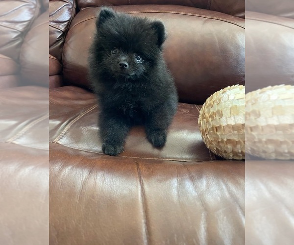 Medium Photo #2 Pomeranian Puppy For Sale in BAKERSFIELD, CA, USA