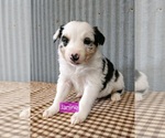 Puppy 10 Border-Aussie