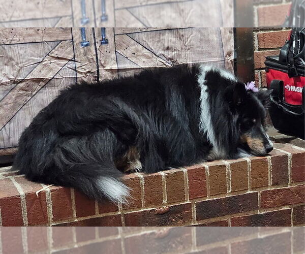 Medium Photo #2 Mutt Puppy For Sale in Columbus, OH, USA