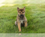 Small #27 Shiba Inu