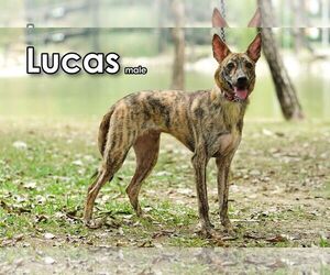 Lucas from Taiwan - Male Mutt Dog for Adoption - Photo #4