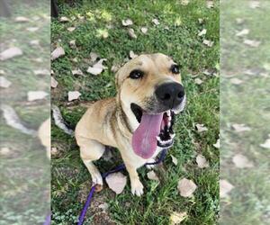 Labrador Retriever-Unknown Mix Dogs for adoption in Conroe, TX, USA