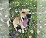 Small Labrador Retriever Mix