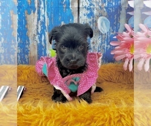 YorkiePoo Puppy for sale in CASSVILLE, MO, USA