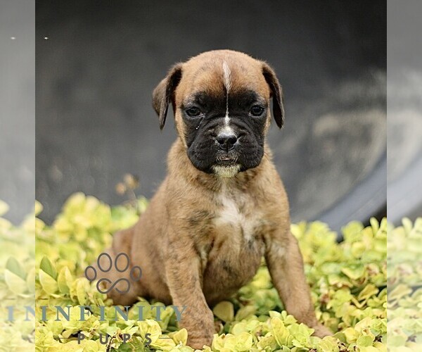 Medium Photo #3 Boxer Puppy For Sale in GORDONVILLE, PA, USA