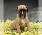Small #2 Boxer