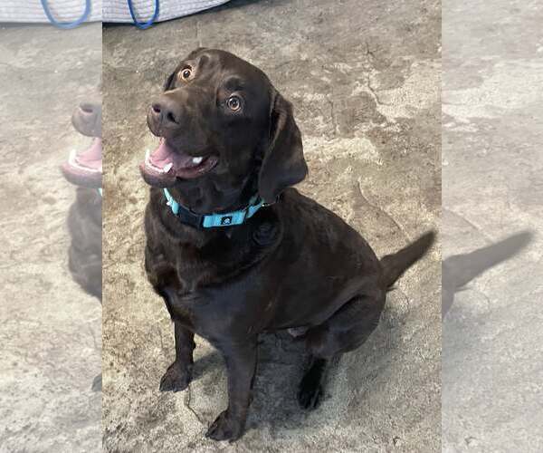 Medium Photo #1 Labrador Retriever Puppy For Sale in Chester, NJ, USA