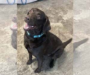 Labrador Retriever Dogs for adoption in Chester, NJ, USA