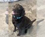 Small Labrador Retriever
