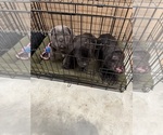Small #11 Cane Corso