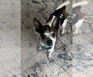 Chihuahua Dogs for adoption in Springdale, PA, USA