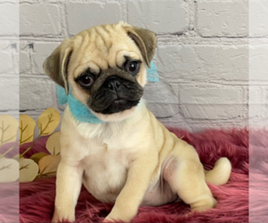 Pug Dogs for adoption in ELKO, NV, USA