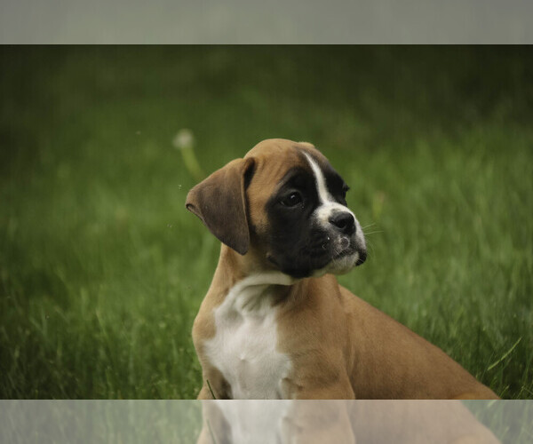 Medium Photo #5 Boxer Puppy For Sale in SHIPSHEWANA, IN, USA