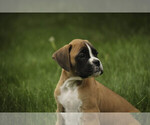 Small #4 Boxer