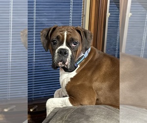 Mother of the Boxer puppies born on 05/15/2026